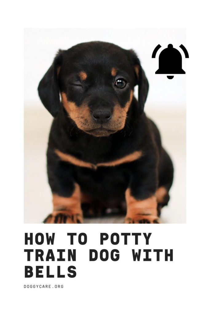How To Potty Train Dog with Bells