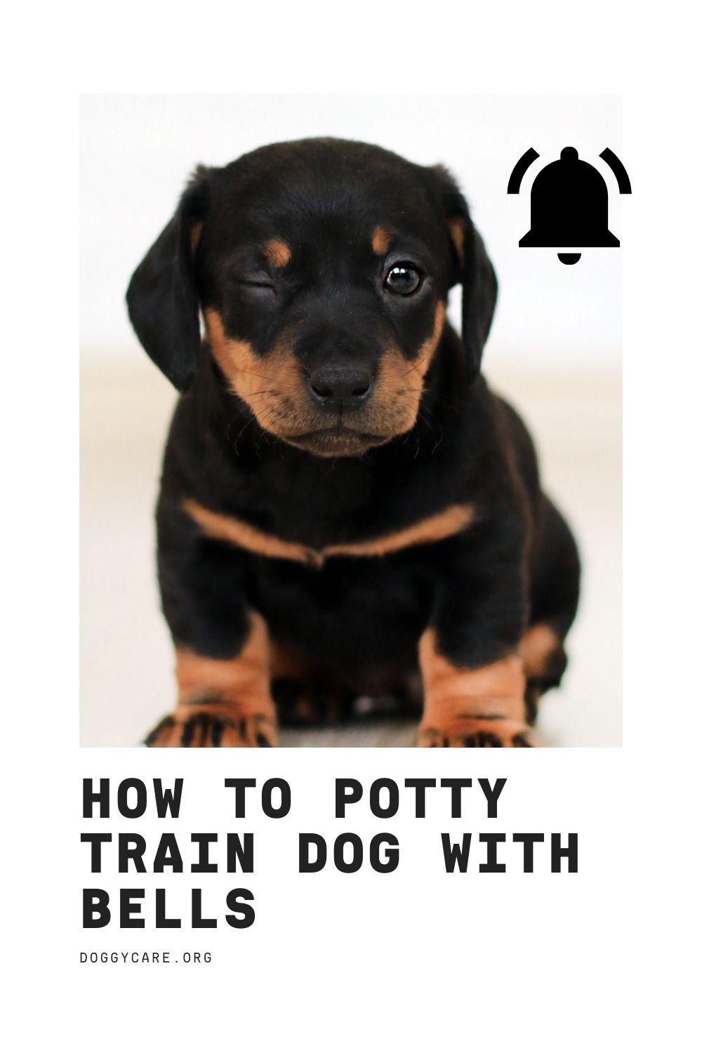 How To Potty Train Dog with Bells? What Are The Best Dog Potty Training