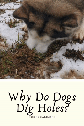 Why Do Dogs Dig Holes