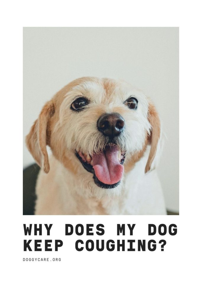 Why Does My Dog Keep Coughing?
