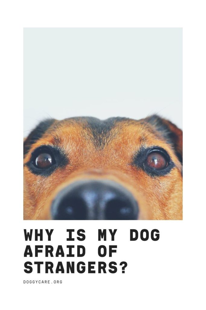 Why Is My Dog Afraid of Strangers?
