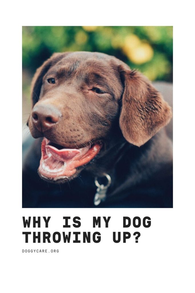 Why Is My Dog Throwing Up?