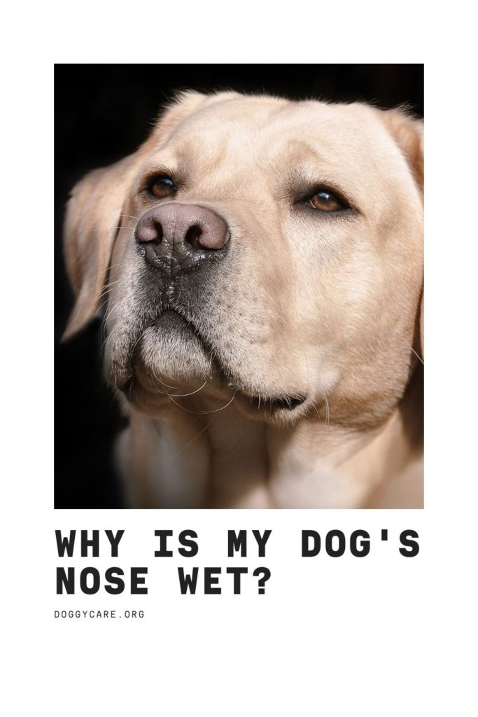 Why Is My Dog's Nose Wet