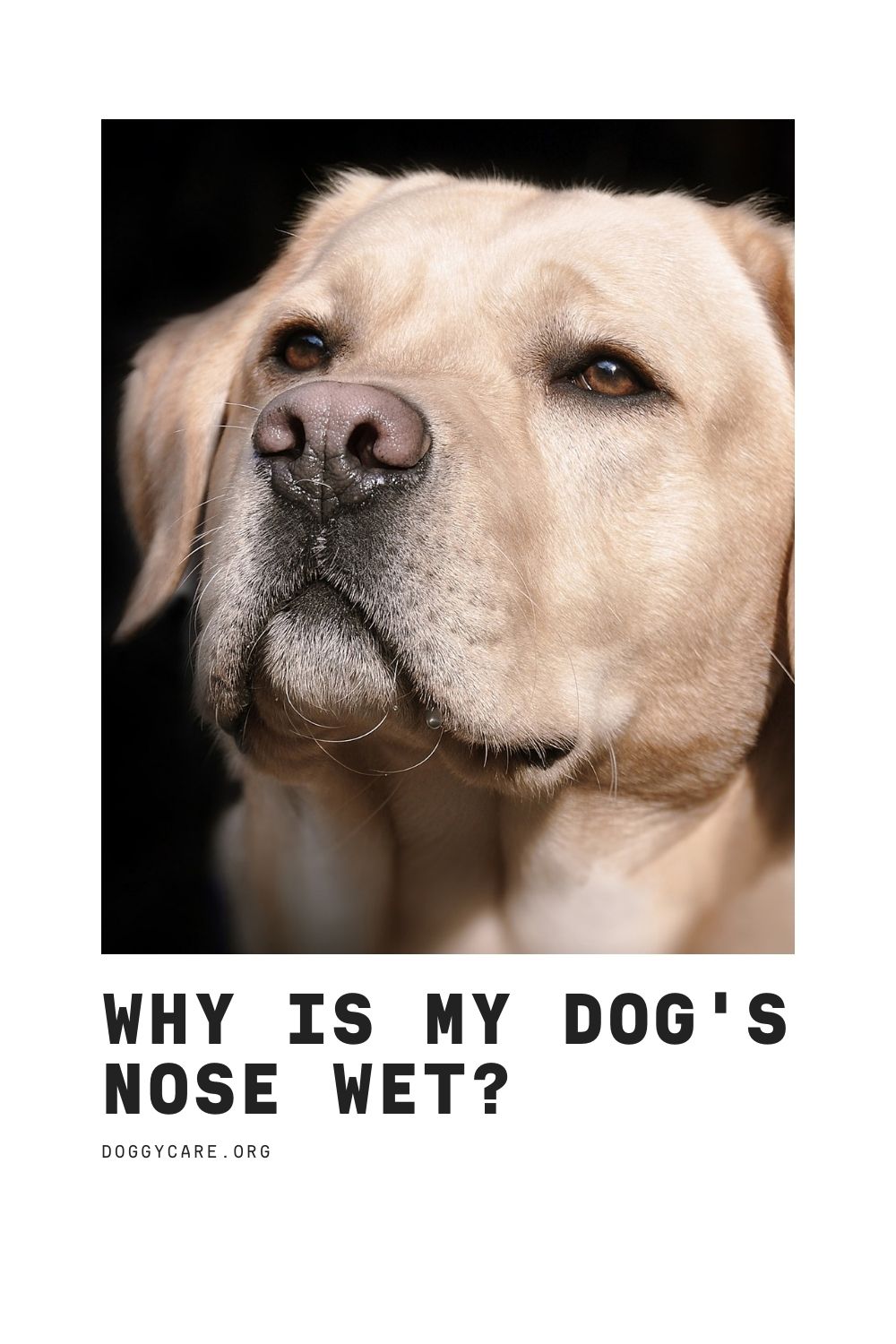 Why Is My Dog's Nose Wet?