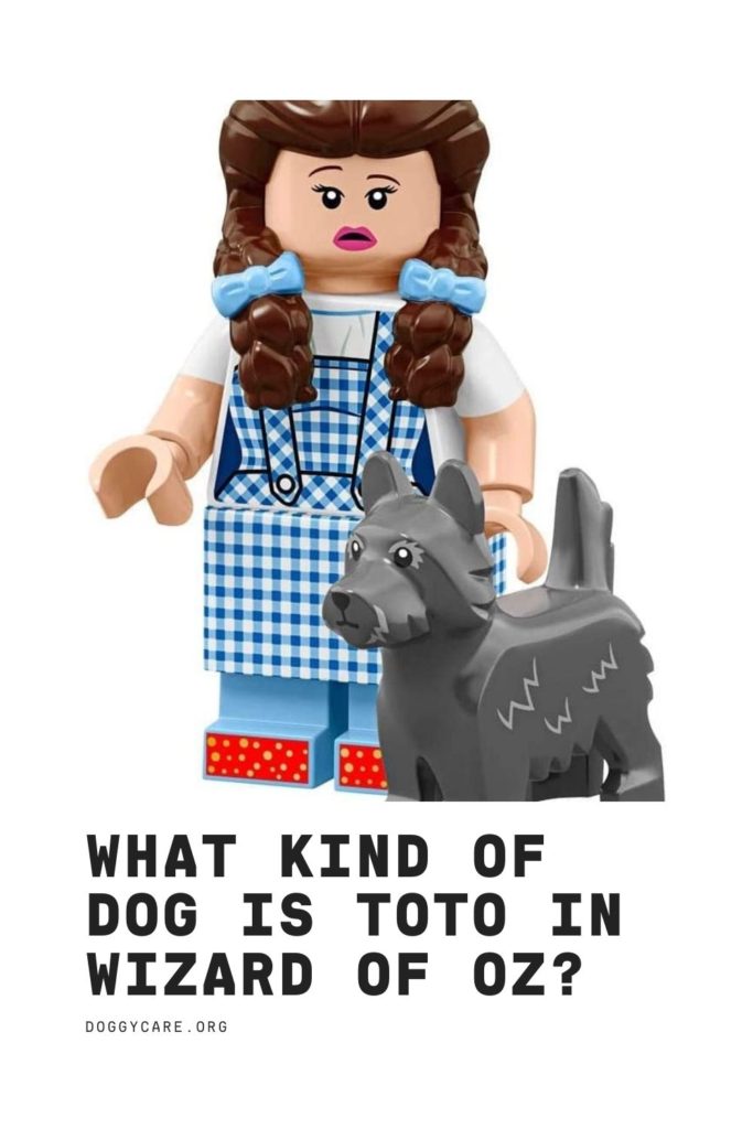 What Kind of Dog is Toto In Wizard of Oz?
