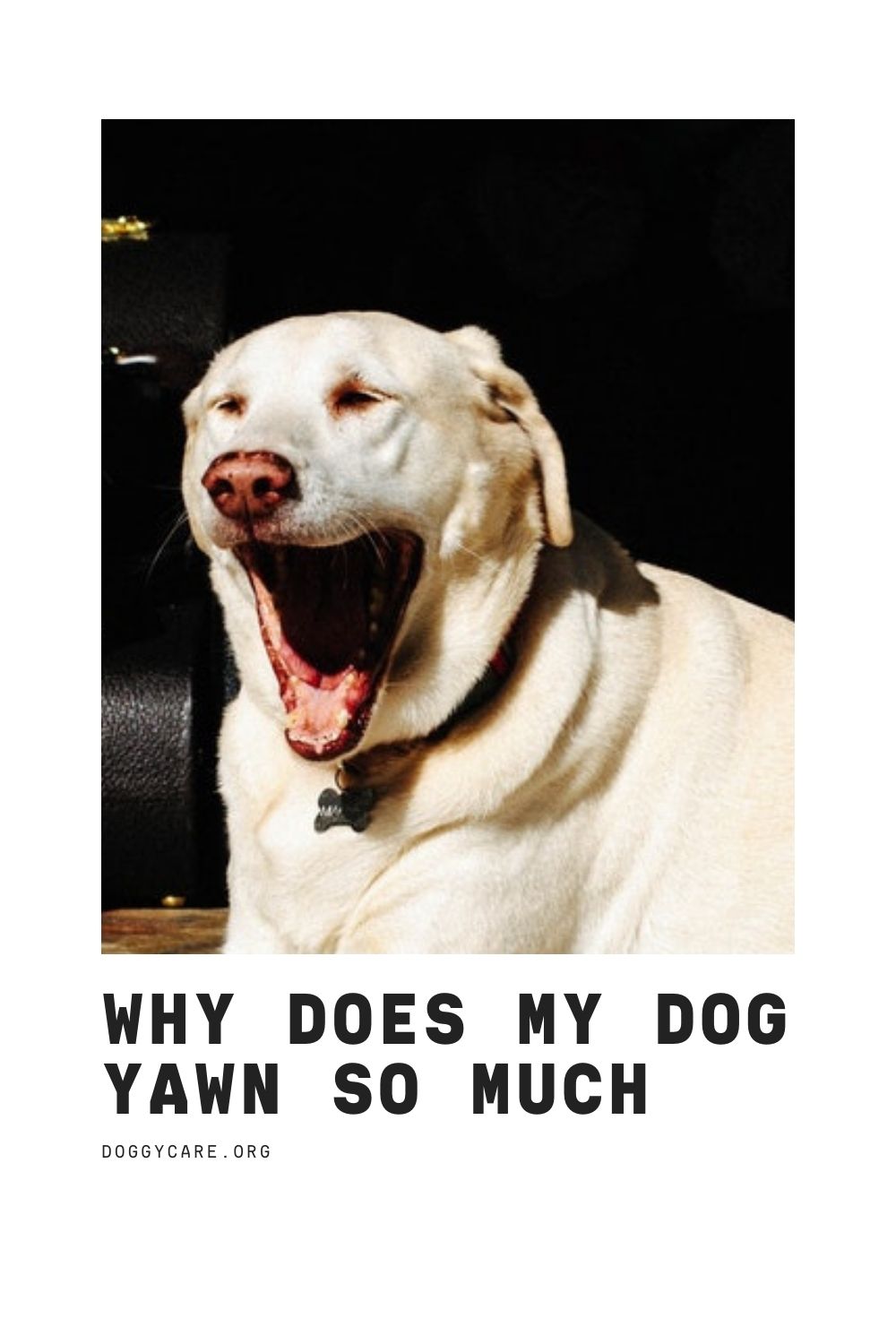 Why Does My Dog Yawn So Much