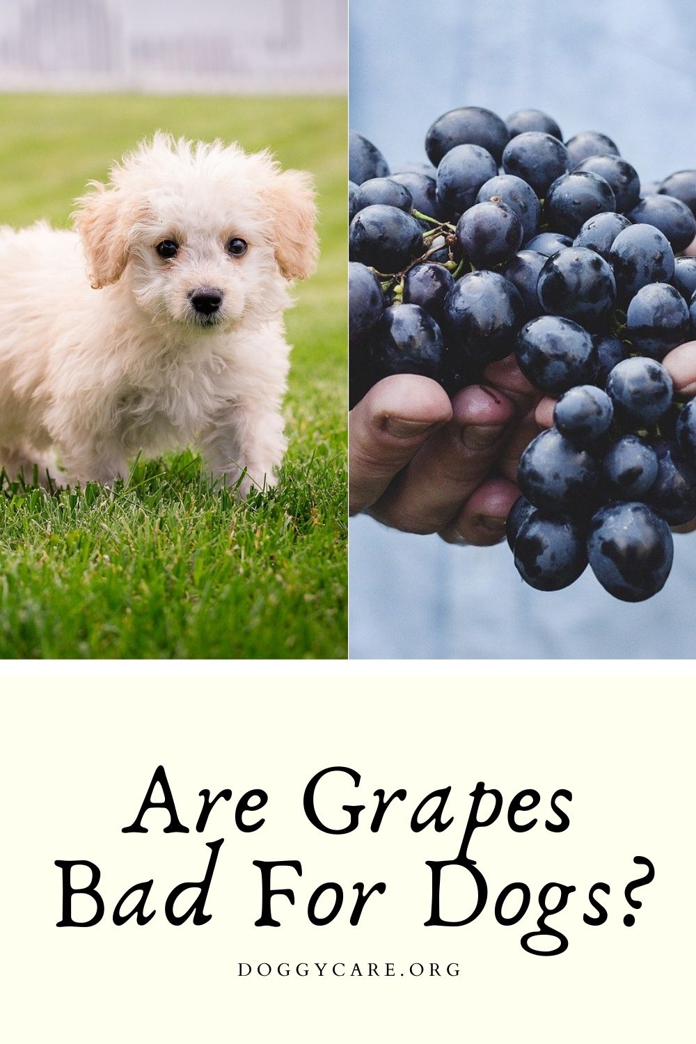 Are Grapes Bad For Dogs?