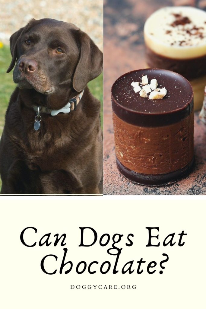 Is Chocolate Bad For Dogs