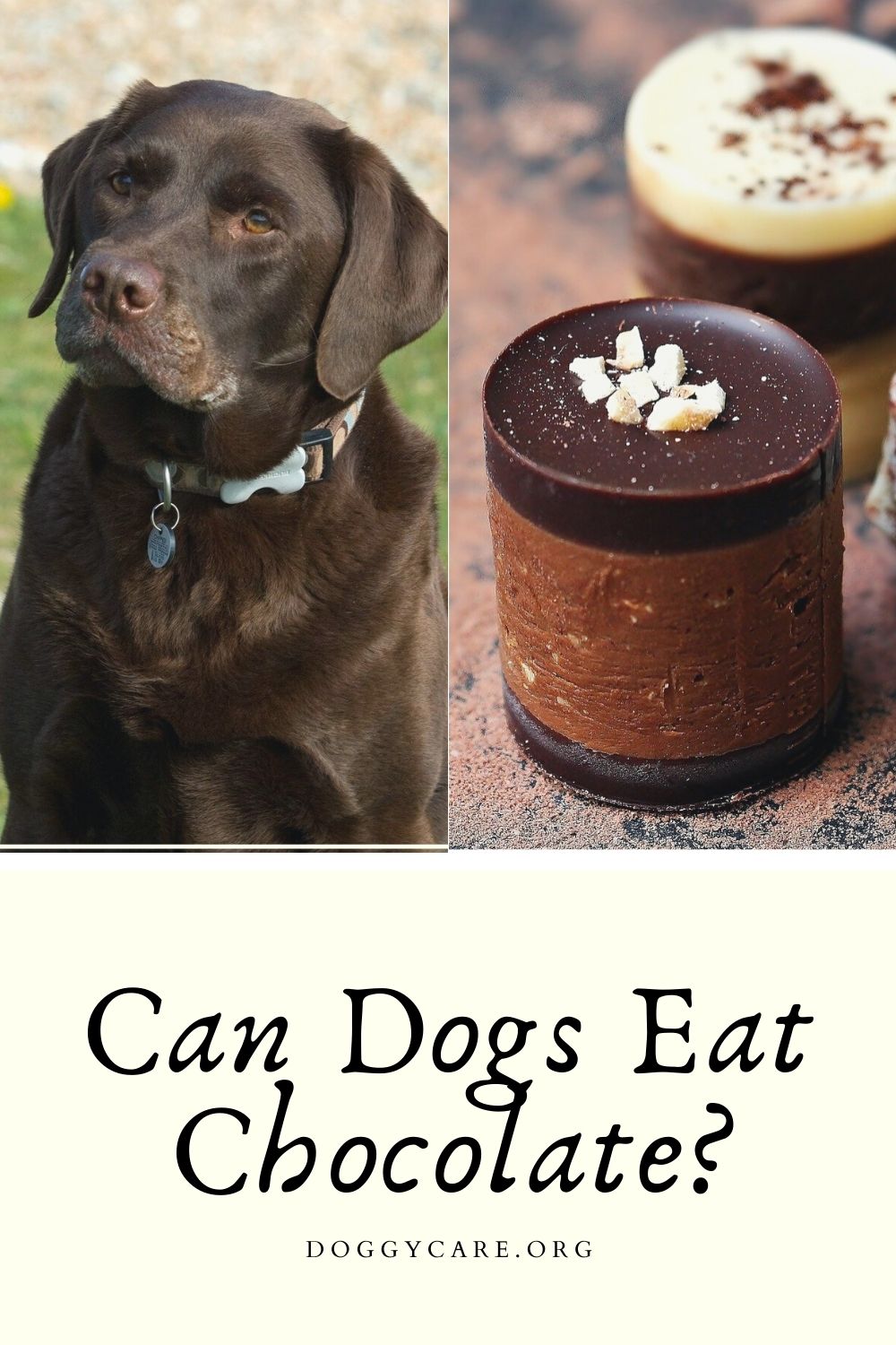 Is Chocolate Bad For Dogs?