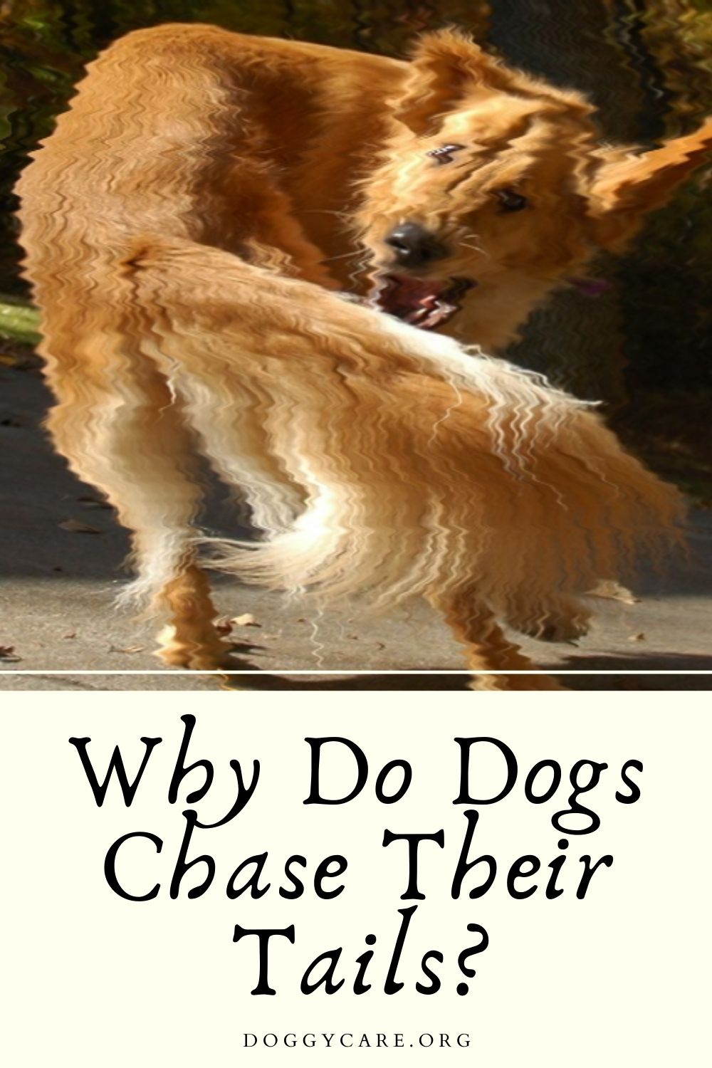 Why Do Dogs Chase Their Own Tails?