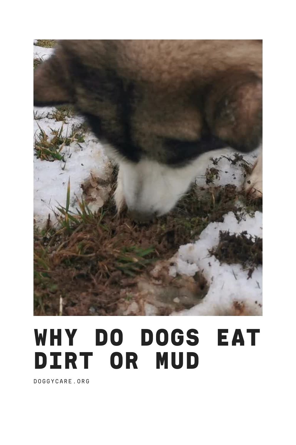 Why Do Dogs Eat Dirt or Mud?