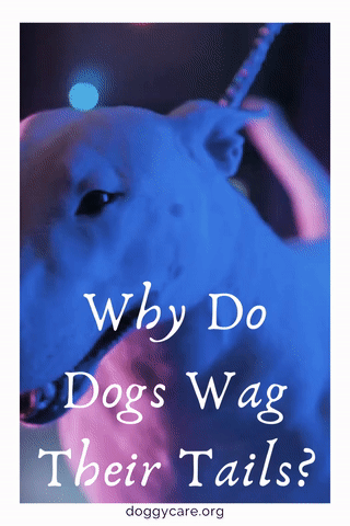 Why Do Dogs Wag Their Tails