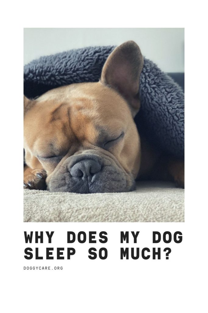 Why Does My Dog Sleep So Much