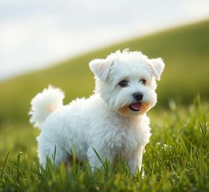 bichon frisé dog breed pictures