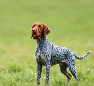 german roughhaired pointer dog breed pictures