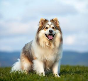 himalayan sheepdog breed photos