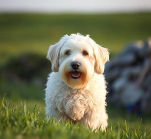 old english sheepdog breed photos
